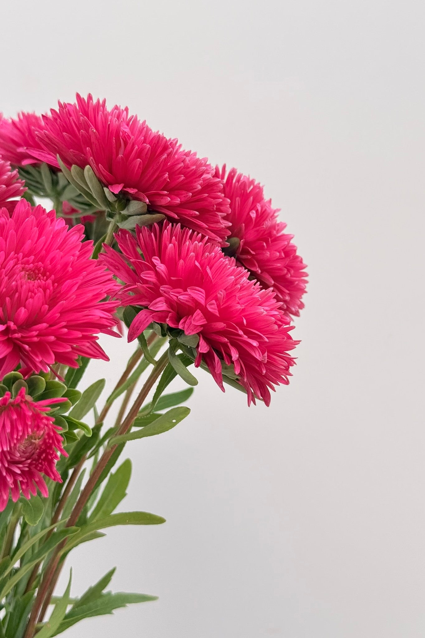 Sommerasters 'King Size Red' - frø - 1-årige sommerblomster - til din skærehave her vist på billede 4 fra Frk. Grønt