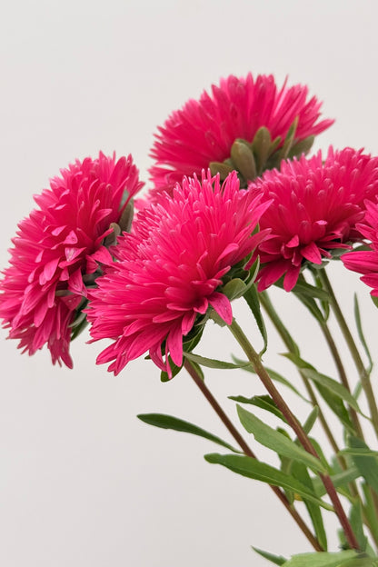 Sommerasters 'King Size Red' - frø - 1-årige sommerblomster - til din skærehave her vist på billede 5 fra Frk. Grønt