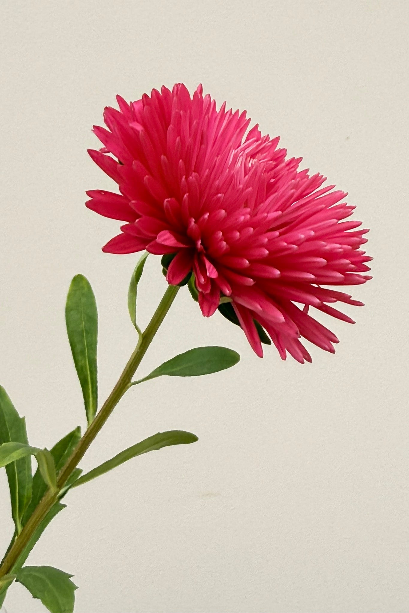 Sommerasters 'King Size Red' - frø - 1-årige sommerblomster - til din skærehave her vist på billede 7 fra Frk. Grønt