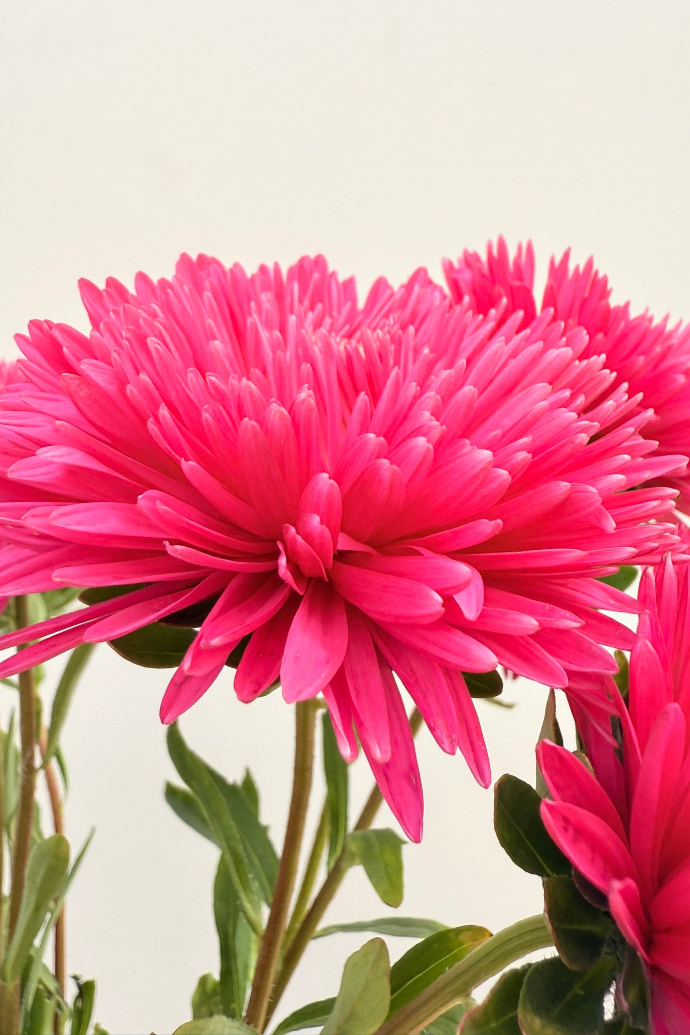 Sommerasters 'King Size Red' - frø - 1-årige sommerblomster - til din skærehave her vist på billede 9 fra Frk. Grønt