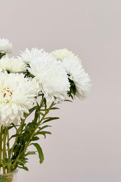 Sommerasters 'King Size White' - frø - 1-årige sommerblomster - til din skærehave her vist på billede 11 fra Frk. Grønt