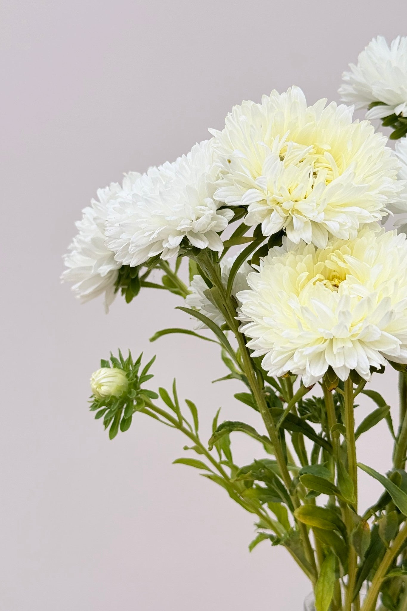 Sommerasters 'King Size White' - frø - 1-årige sommerblomster - til din skærehave her vist på billede 3 fra Frk. Grønt
