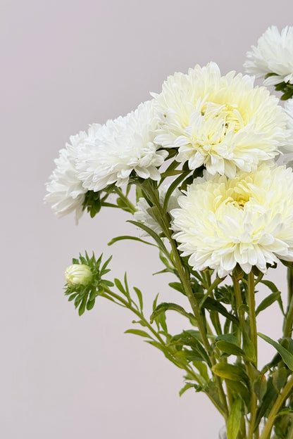 Sommerasters 'King Size White' - frø - 1-årige sommerblomster - til din skærehave her vist på billede 3 fra Frk. Grønt