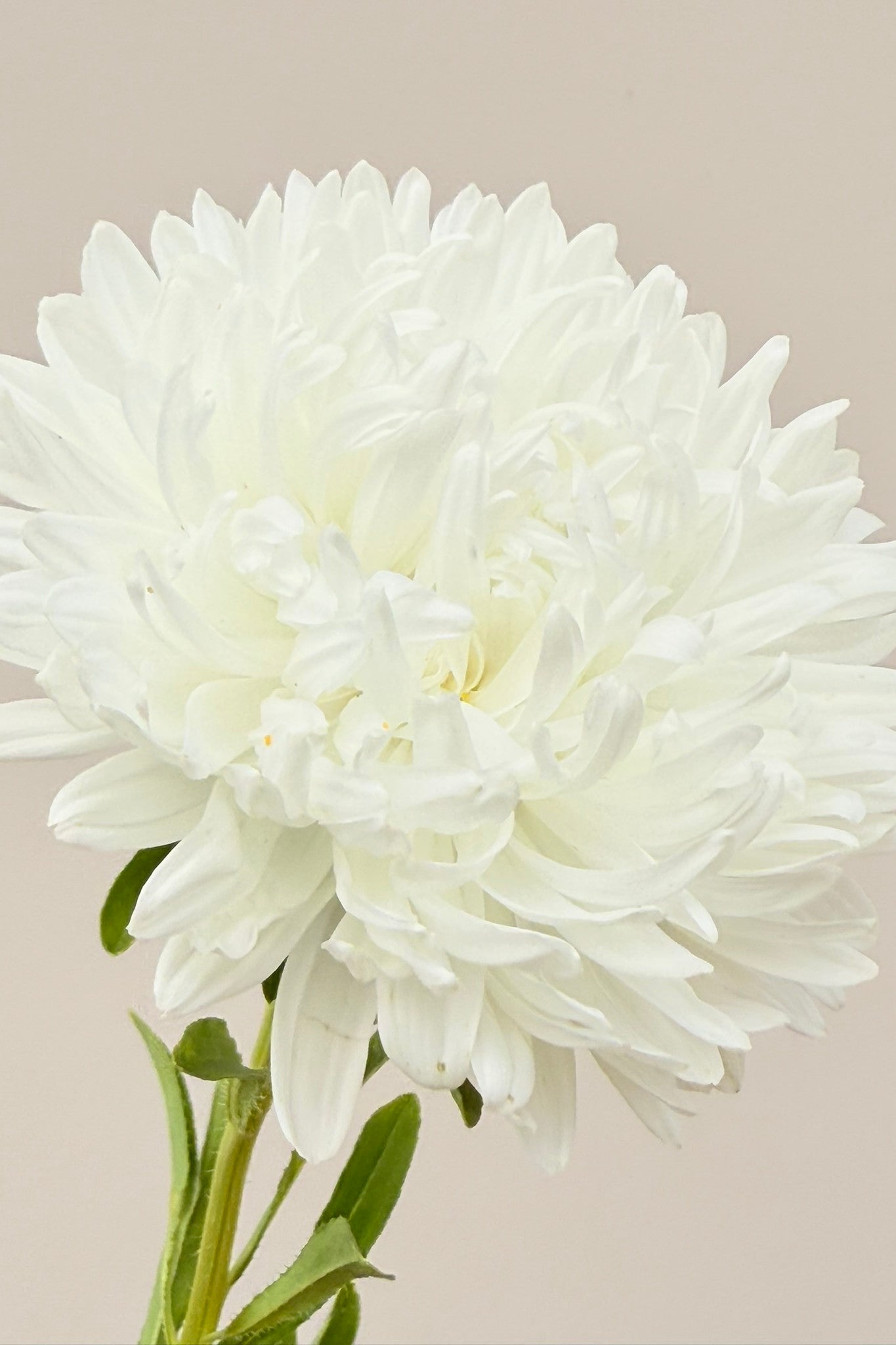 Sommerasters 'King Size White' - frø - 1-årige sommerblomster - til din skærehave her vist på billede 4 fra Frk. Grønt