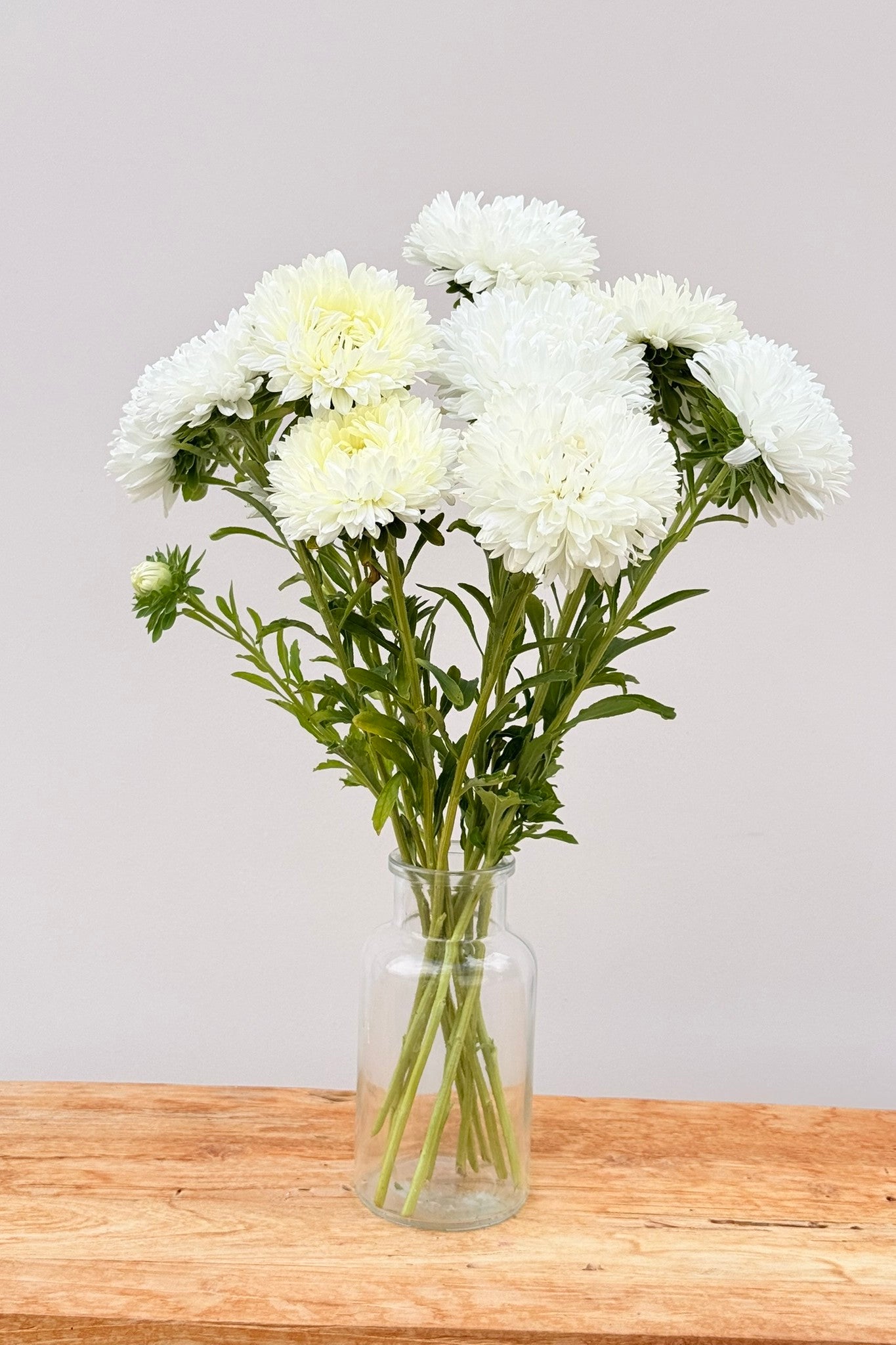 Sommerasters 'King Size White' - frø - 1-årige sommerblomster - til din skærehave her vist på billede 6 fra Frk. Grønt