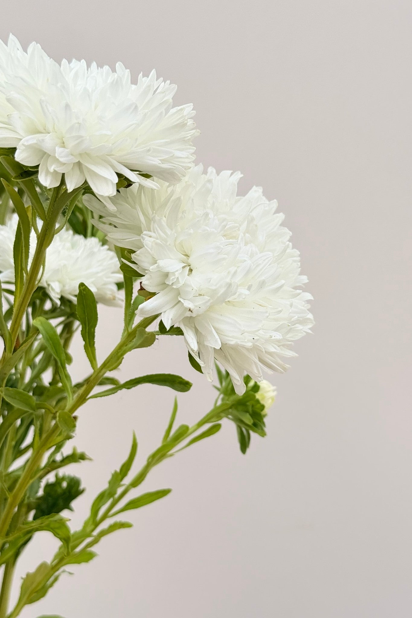 Sommerasters 'King Size White' - frø - 1-årige sommerblomster - til din skærehave her vist på billede 8 fra Frk. Grønt