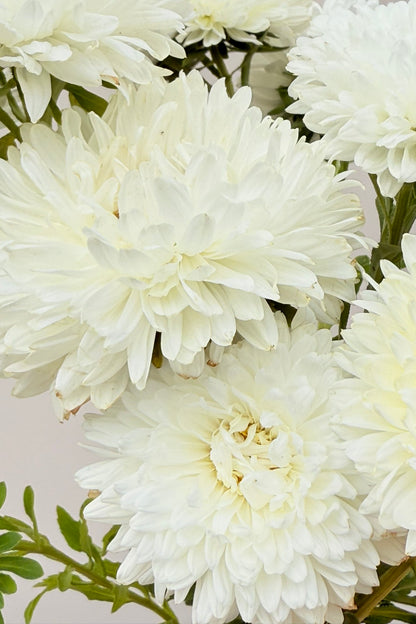 Sommerasters 'King Size White' - frø - 1-årige sommerblomster - til din skærehave her vist på billede 9 fra Frk. Grønt