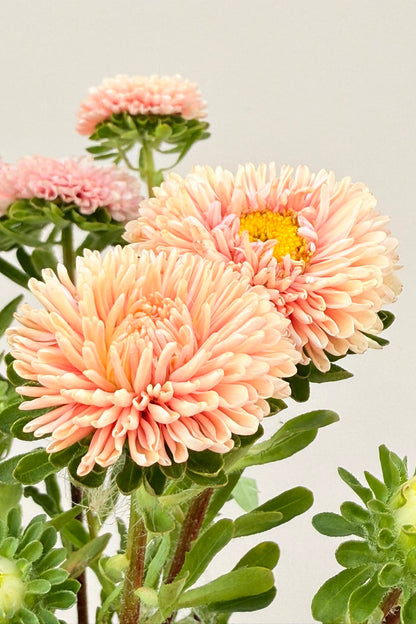 Sommerasters 'Matsumoto Apricot' - frø - 1-årige sommerblomster - til din skærehave her vist på billede 4 fra Frk. Grønt