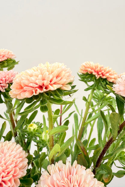 Sommerasters 'Matsumoto Apricot' - frø - 1-årige sommerblomster - til din skærehave her vist på billede 5 fra Frk. Grønt