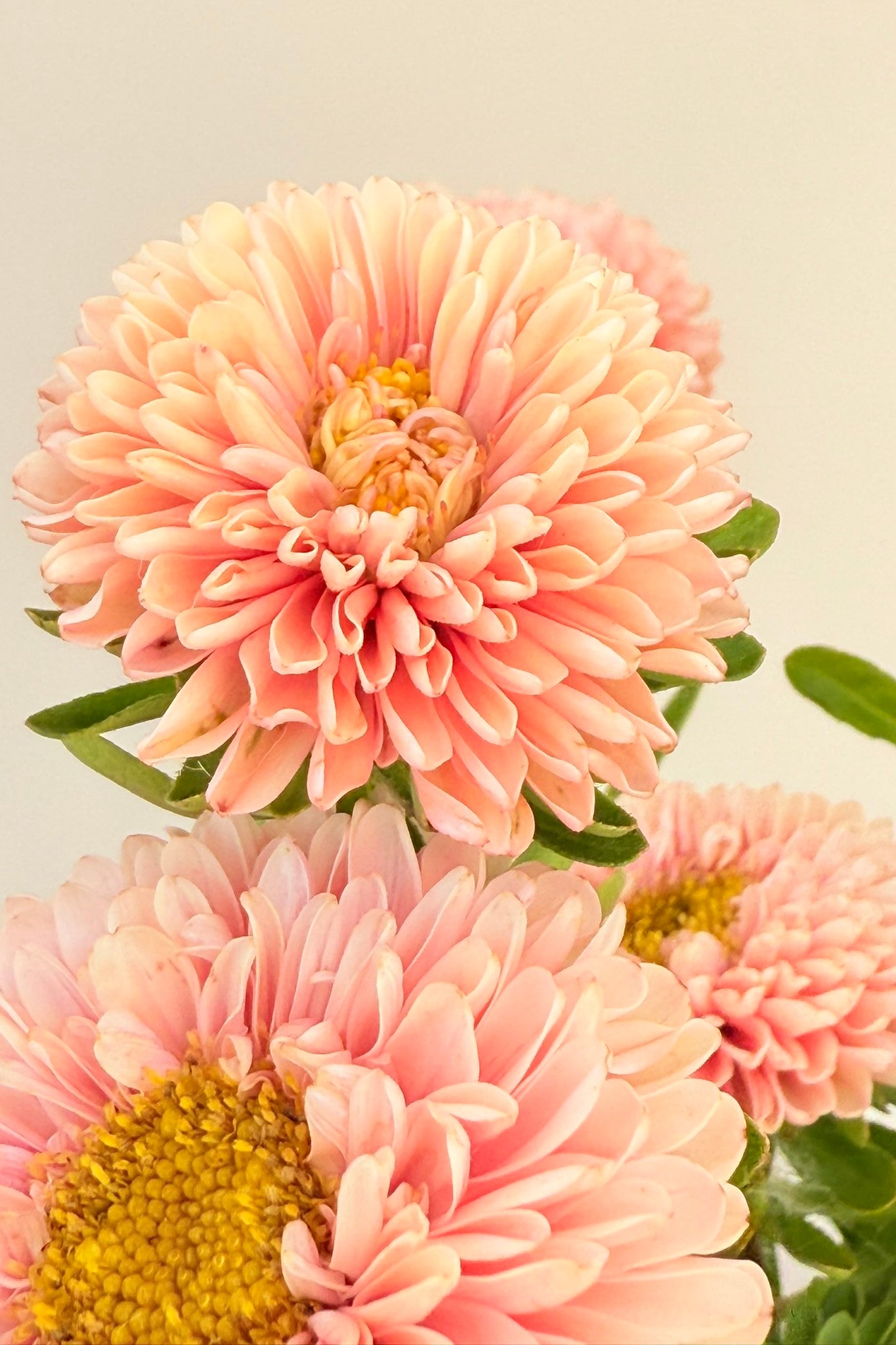 Sommerasters 'Matsumoto Apricot' - frø - 1-årige sommerblomster - til din skærehave her vist på billede 6 fra Frk. Grønt