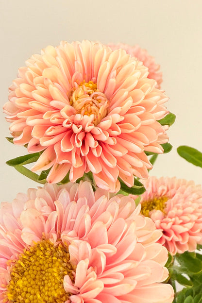 Sommerasters 'Matsumoto Apricot' - frø - 1-årige sommerblomster - til din skærehave her vist på billede 6 fra Frk. Grønt