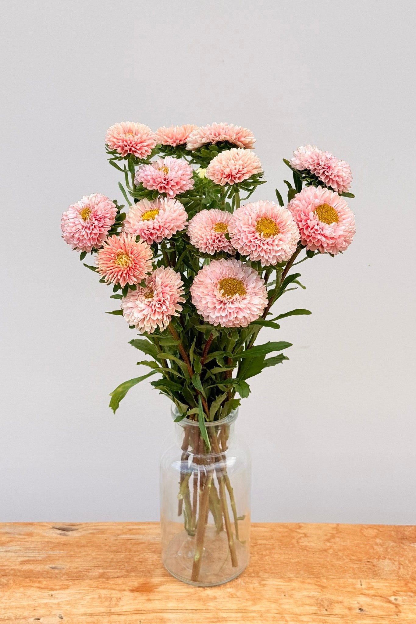 Sommerasters 'Matsumoto Apricot' - frø - 1-årige sommerblomster - til din skærehave her vist på billede 8 fra Frk. Grønt