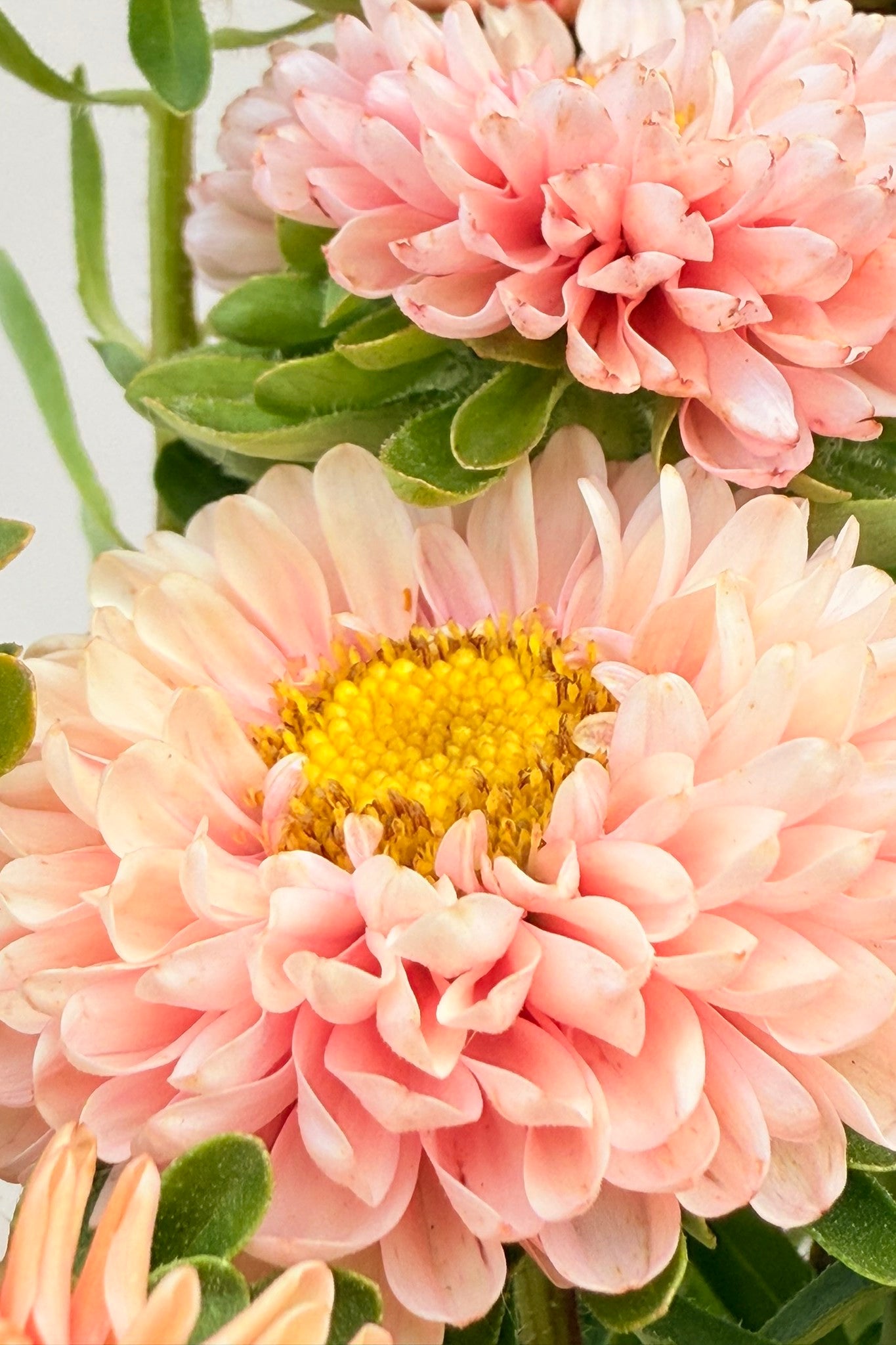 Sommerasters 'Matsumoto Apricot' - frø - 1-årige sommerblomster - til din skærehave her vist på billede 9 fra Frk. Grønt