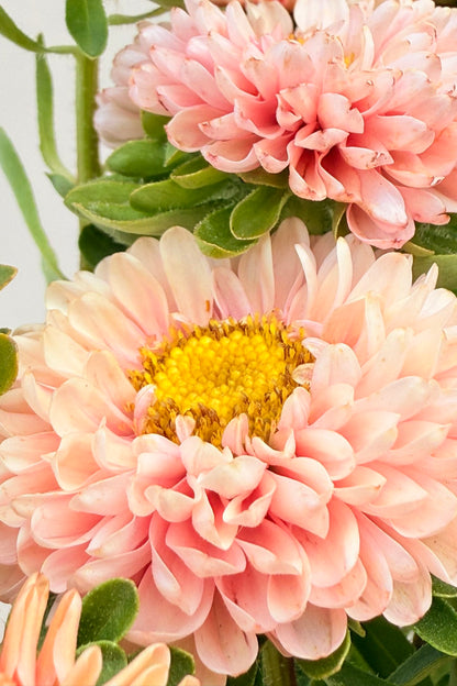 Sommerasters 'Matsumoto Apricot' - frø - 1-årige sommerblomster - til din skærehave her vist på billede 9 fra Frk. Grønt