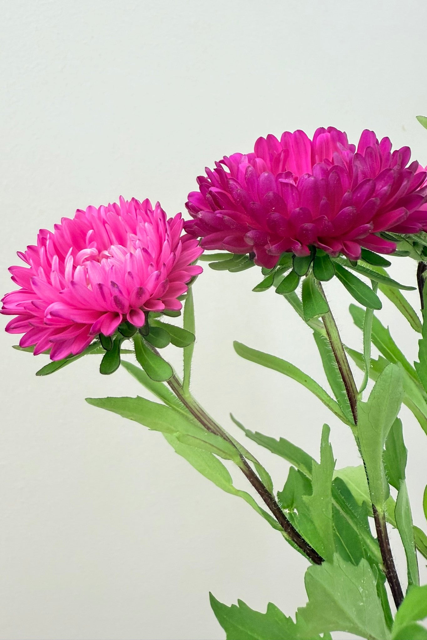 Sommerasters 'Matsumoto Rose' - frø - 1-årige sommerblomster - til din skærehave her vist på billede 1 fra Frk. Grønt