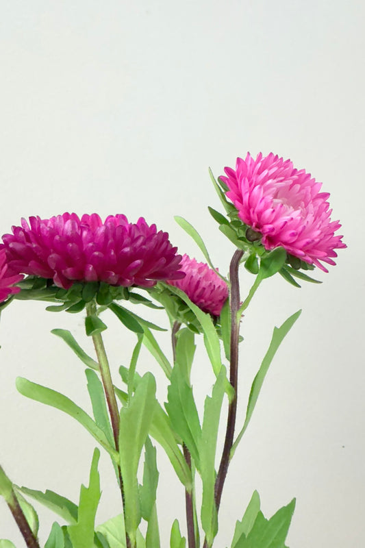 Sommerasters 'Matsumoto Rose' - frø - 1-årige sommerblomster - til din skærehave her vist på billede 2 fra Frk. Grønt