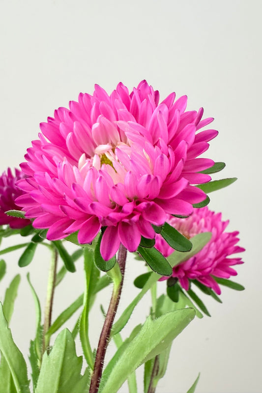 Sommerasters 'Matsumoto Rose' - frø - 1-årige sommerblomster - til din skærehave her vist på billede 3 fra Frk. Grønt