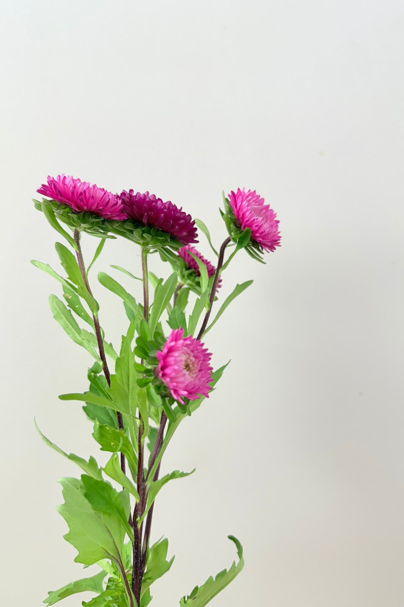 Sommerasters 'Matsumoto Rose' - frø - 1-årige sommerblomster - til din skærehave her vist på billede 4 fra Frk. Grønt