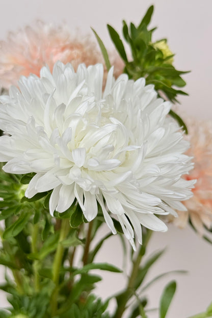 Sommerasters 'The Roses Mixture' - frø - 1-årige sommerblomster - til din skærehave her vist på billede 11 fra Frk. Grønt