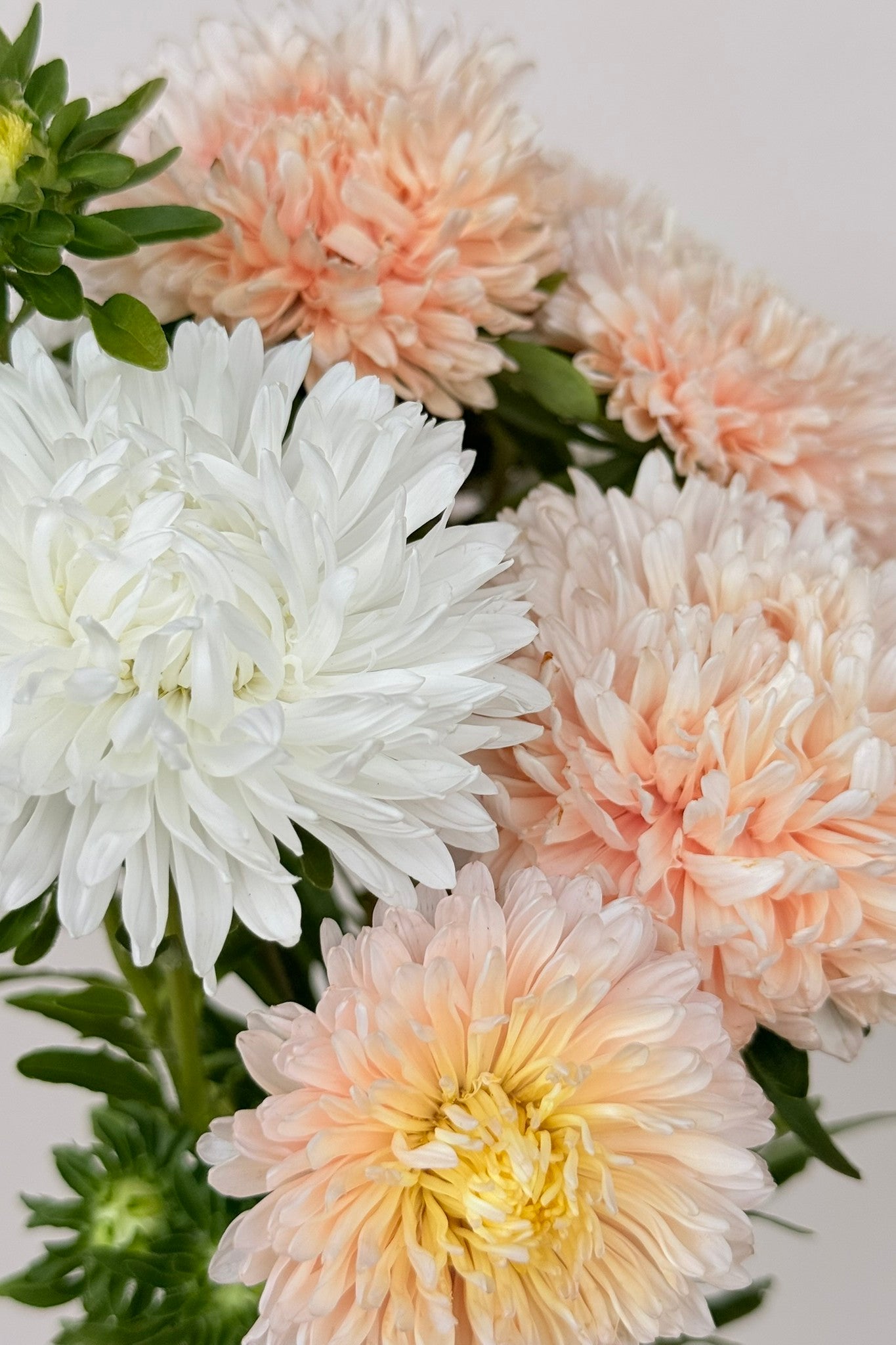 Sommerasters 'The Roses Mixture' - frø - 1-årige sommerblomster - til din skærehave her vist på billede 2 fra Frk. Grønt