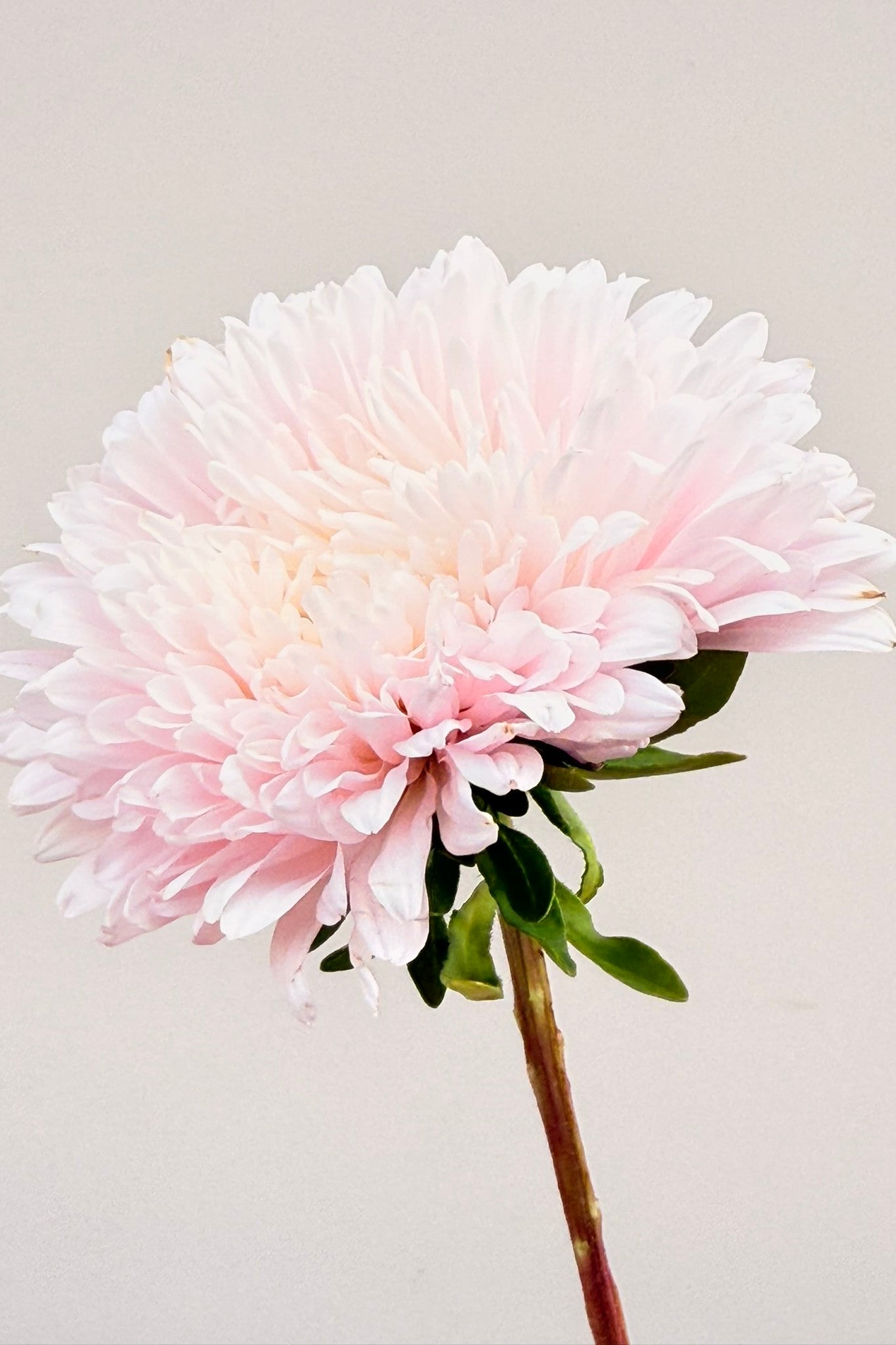 Sommerasters 'The Roses Mixture' - frø - 1-årige sommerblomster - til din skærehave her vist på billede 4 fra Frk. Grønt