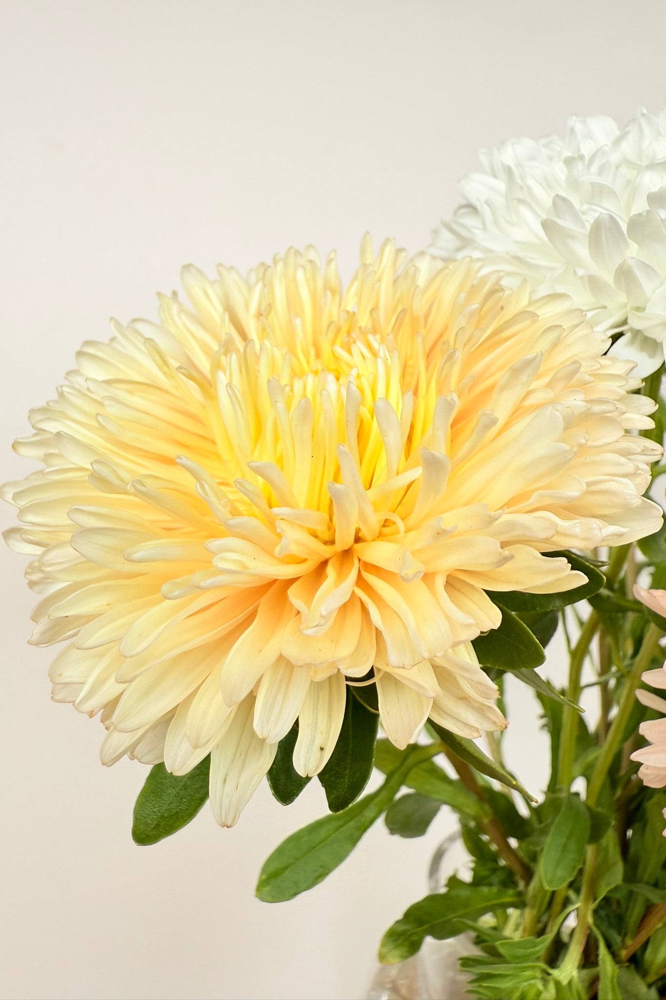 Sommerasters 'The Roses Mixture' - frø - 1-årige sommerblomster - til din skærehave her vist på billede 7 fra Frk. Grønt