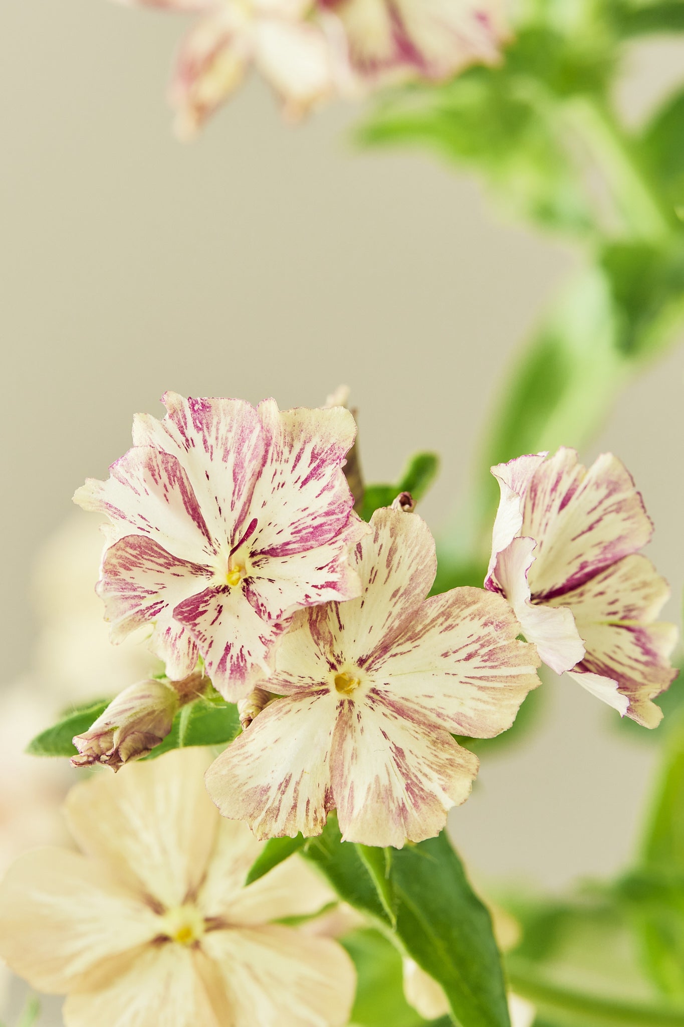 Sommerfloks 'Creme Brulee' - frø - 1-årige sommerblomster - til din skærehave her vist på billede 1 fra Frk. Grønt