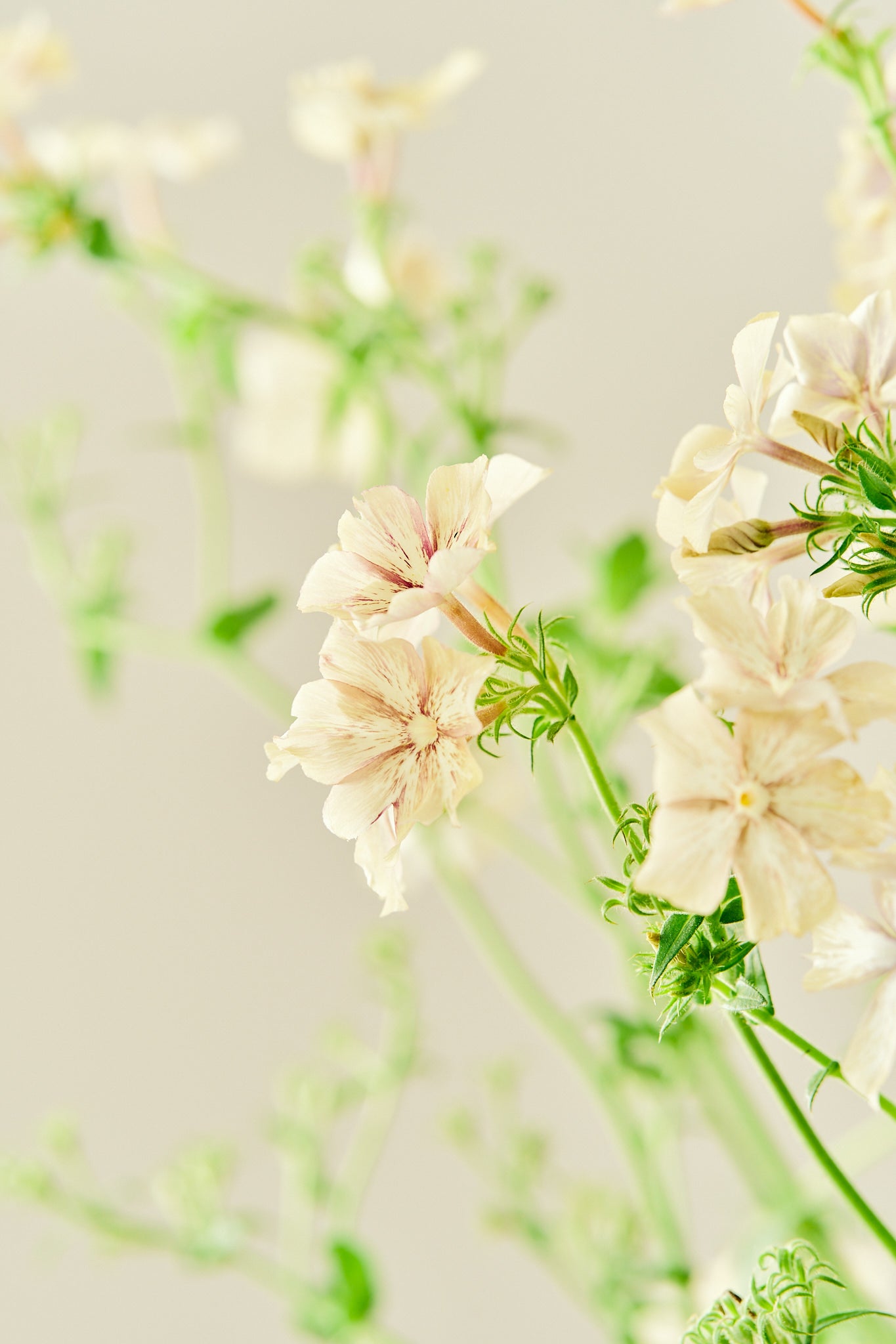 Sommerfloks 'Creme Brulee' - frø - 1-årige sommerblomster - til din skærehave her vist på billede 11 fra Frk. Grønt