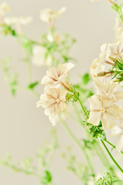 Sommerfloks 'Creme Brulee' - frø - 1-årige sommerblomster - til din skærehave her vist på billede 11 fra Frk. Grønt