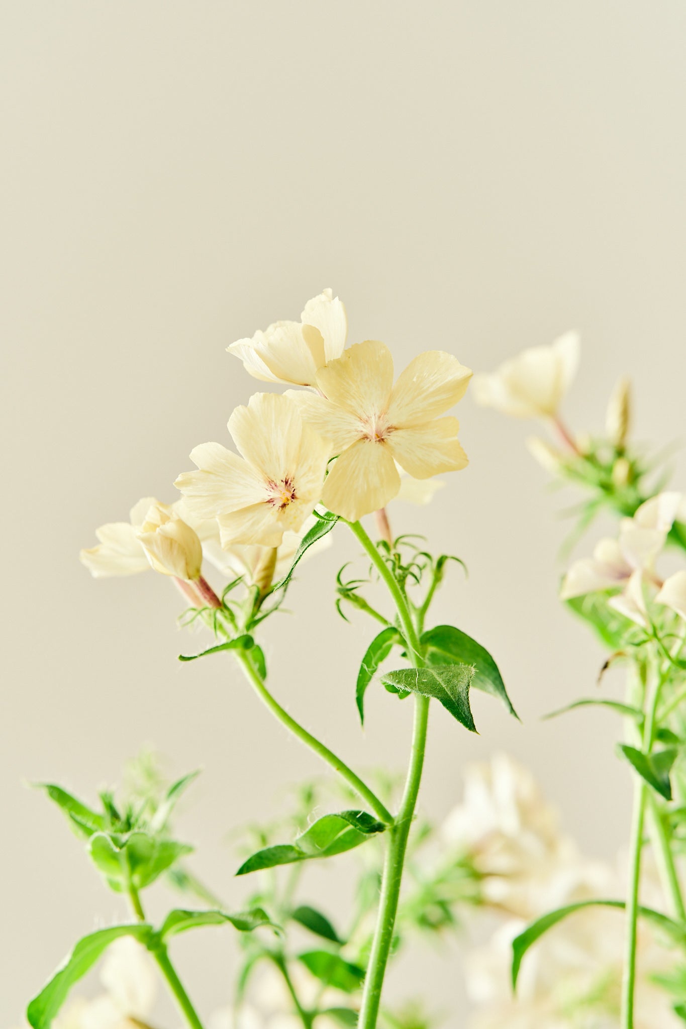 Sommerfloks 'Creme Brulee' - frø - 1-årige sommerblomster - til din skærehave her vist på billede 12 fra Frk. Grønt