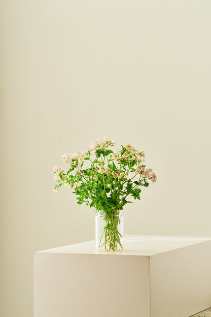 Sommerfloks 'Creme Brulee' - frø - 1-årige sommerblomster - til din skærehave her vist på billede 13 fra Frk. Grønt