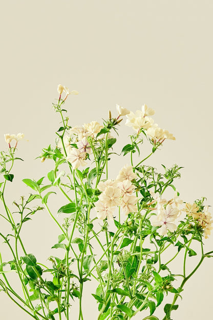 Sommerfloks 'Creme Brulee' - frø - 1-årige sommerblomster - til din skærehave her vist på billede 2 fra Frk. Grønt