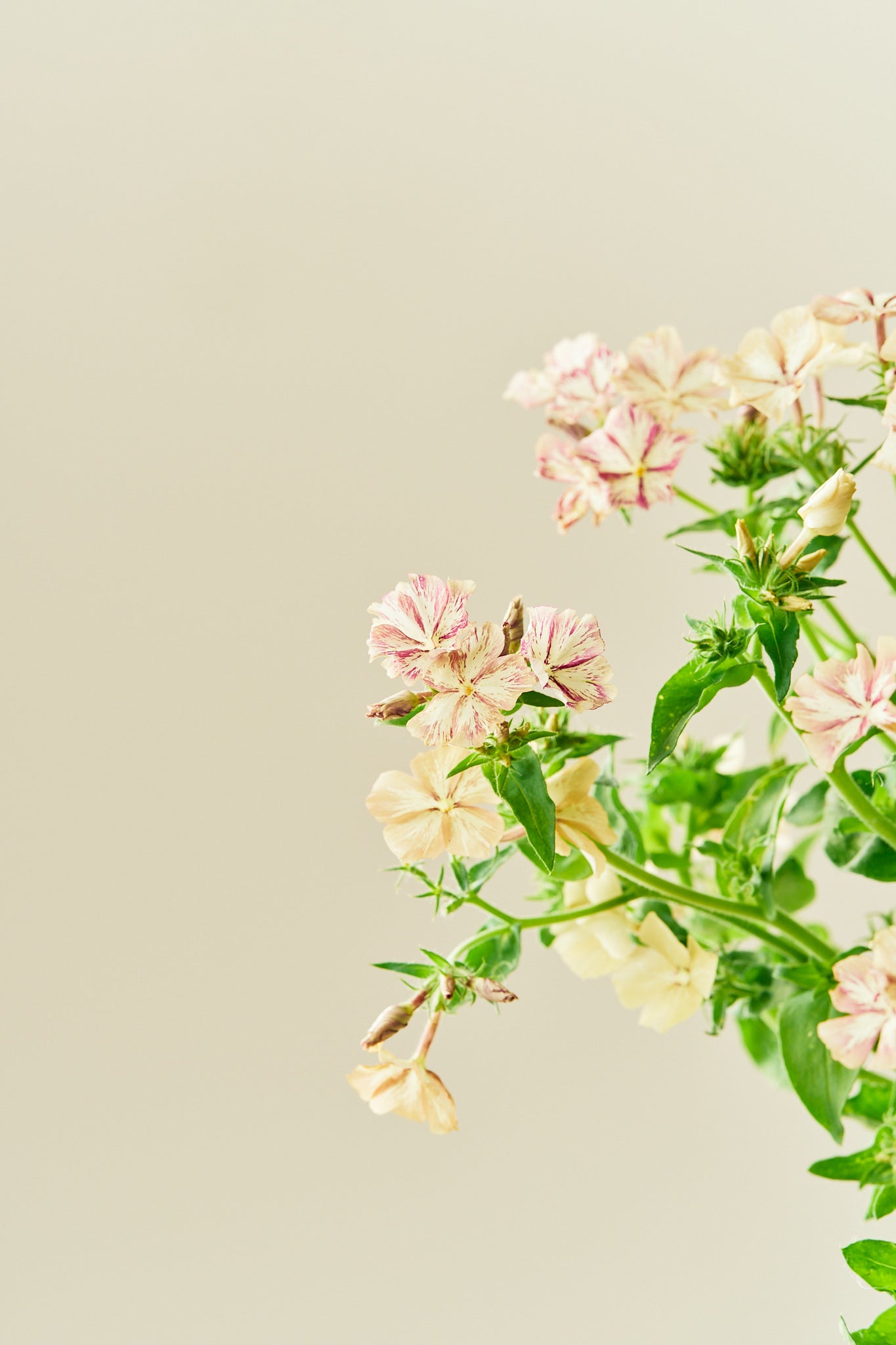 Sommerfloks 'Creme Brulee' - frø - 1-årige sommerblomster - til din skærehave her vist på billede 3 fra Frk. Grønt