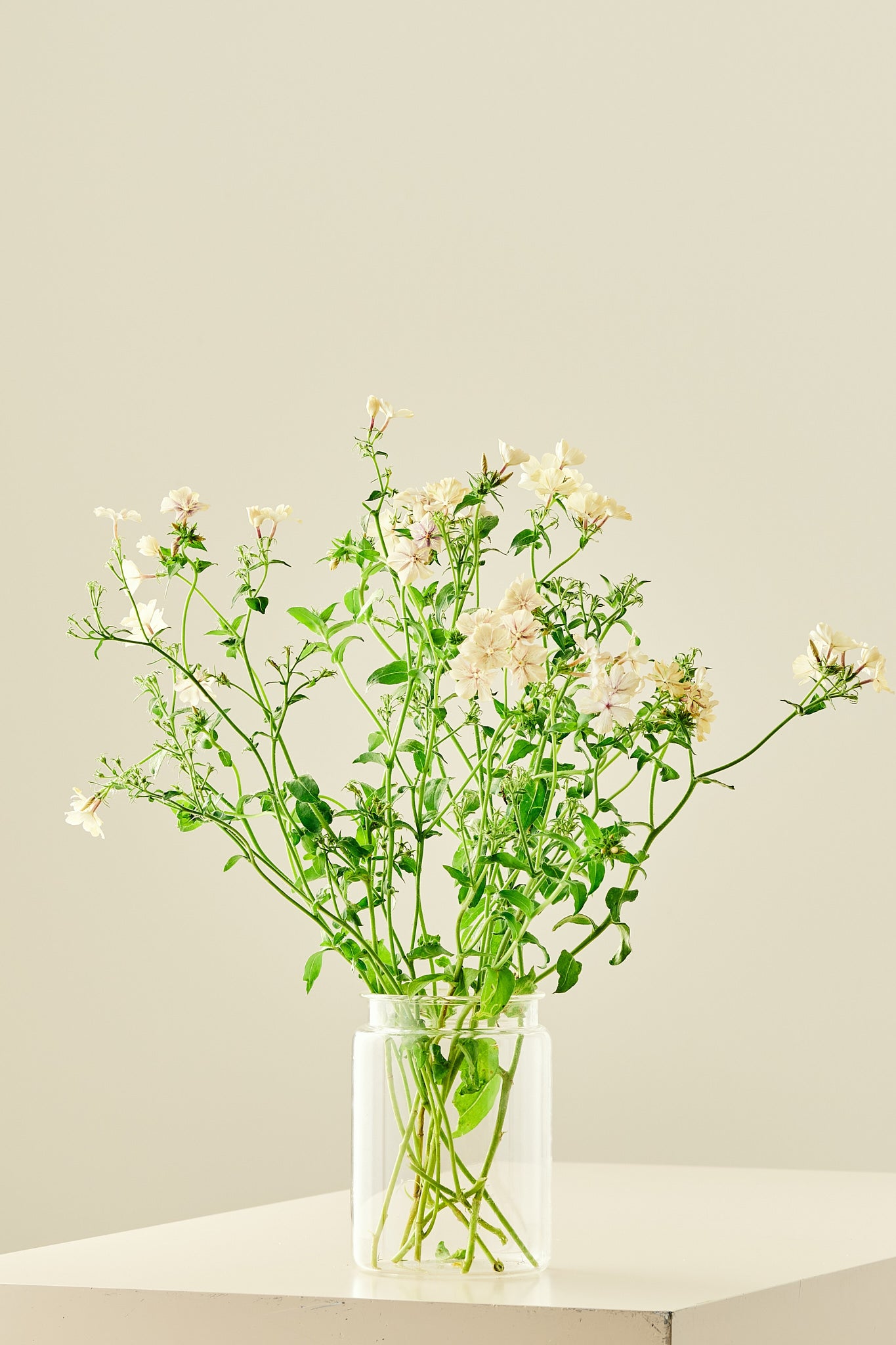 Sommerfloks 'Creme Brulee' - frø - 1-årige sommerblomster - til din skærehave her vist på billede 4 fra Frk. Grønt