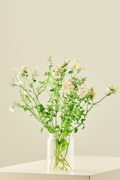 Sommerfloks 'Creme Brulee' - frø - 1-årige sommerblomster - til din skærehave her vist på billede 4 fra Frk. Grønt