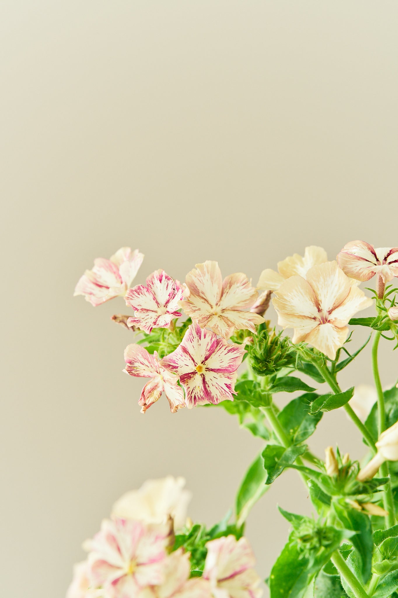 Sommerfloks 'Creme Brulee' - frø - 1-årige sommerblomster - til din skærehave her vist på billede 6 fra Frk. Grønt
