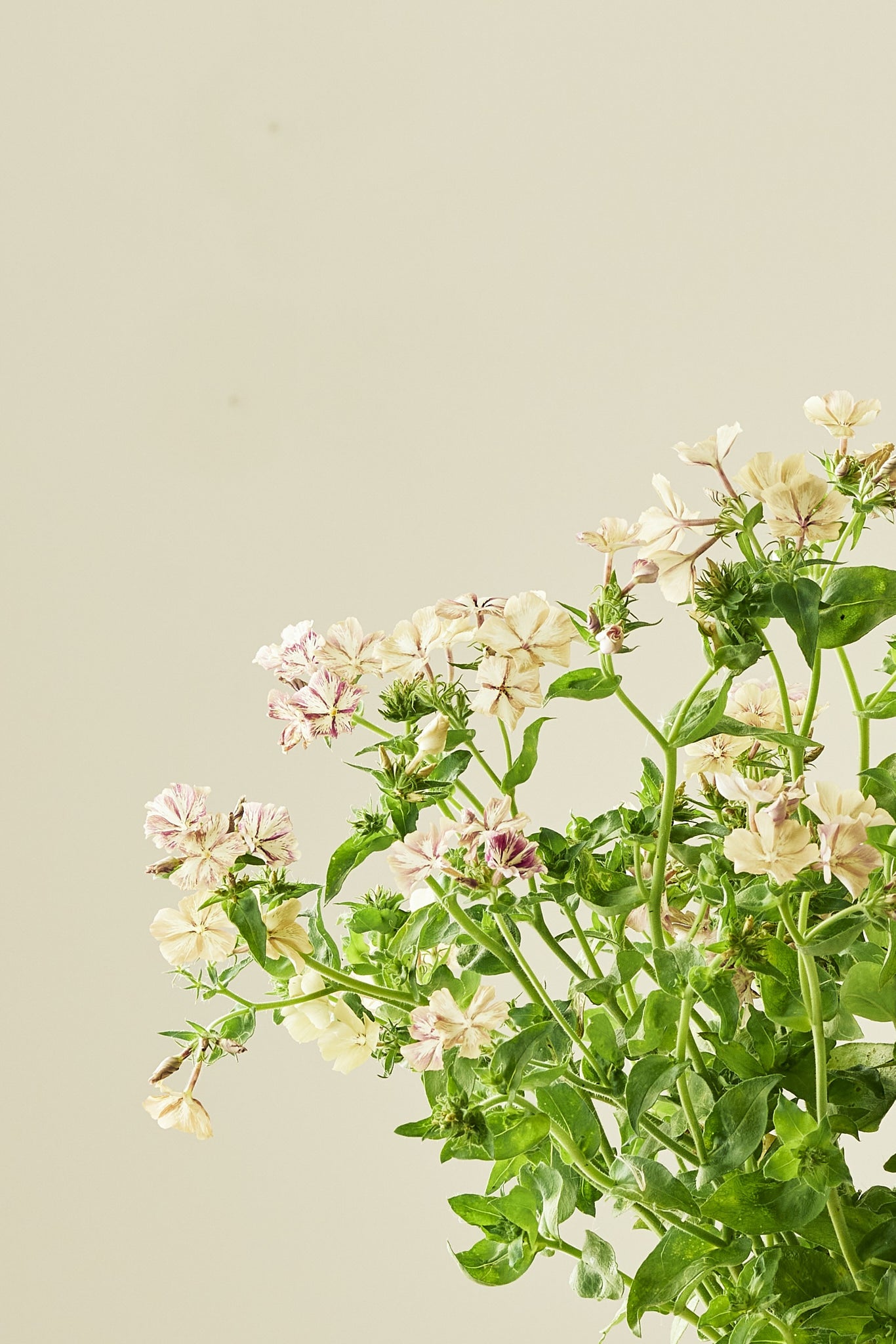 Sommerfloks 'Creme Brulee' - frø - 1-årige sommerblomster - til din skærehave her vist på billede 7 fra Frk. Grønt