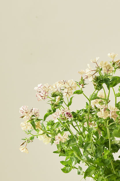 Sommerfloks 'Creme Brulee' - frø - 1-årige sommerblomster - til din skærehave her vist på billede 7 fra Frk. Grønt