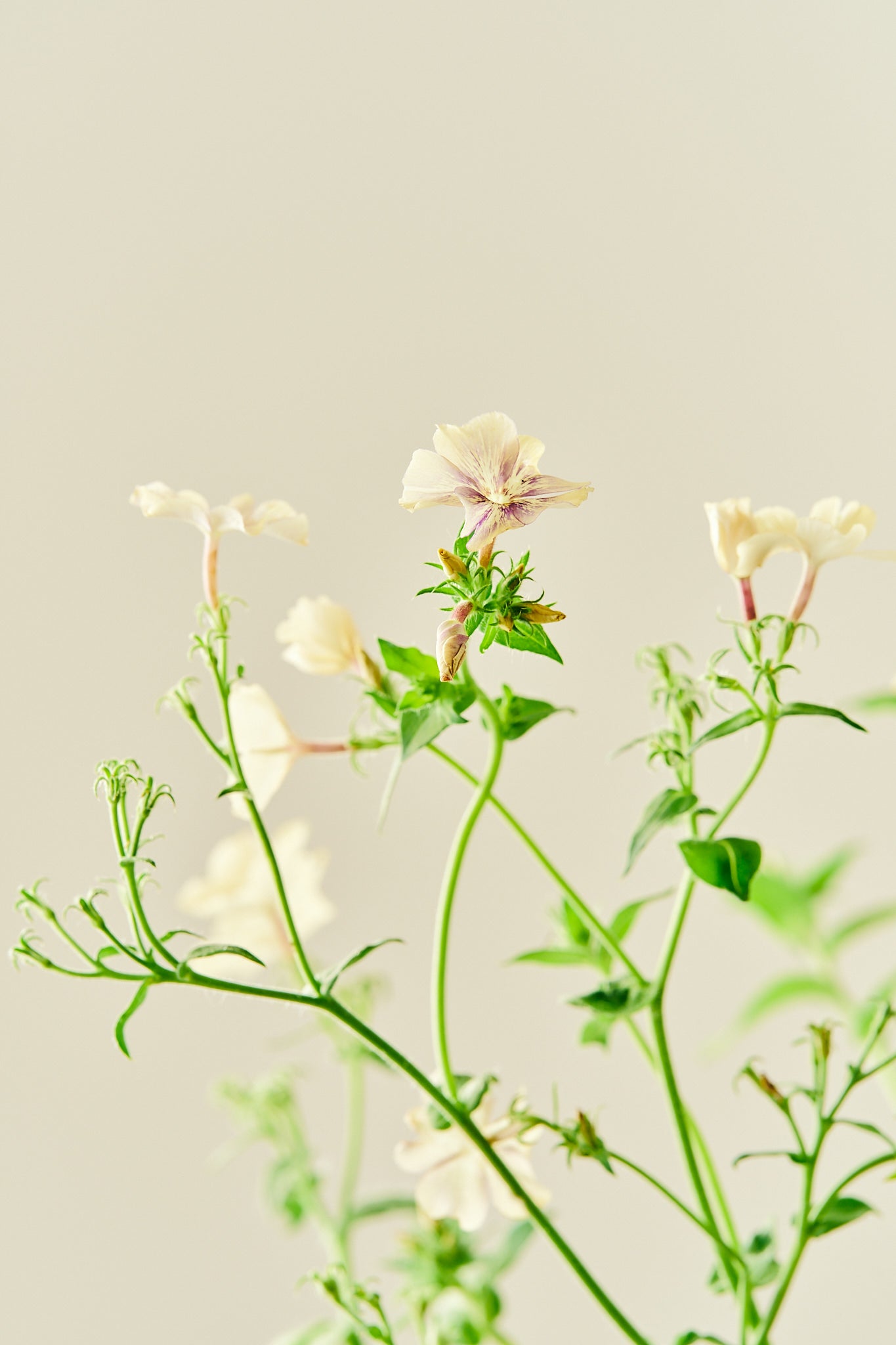 Sommerfloks 'Creme Brulee' - frø - 1-årige sommerblomster - til din skærehave her vist på billede 8 fra Frk. Grønt