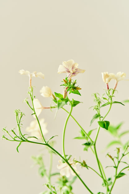 Sommerfloks 'Creme Brulee' - frø - 1-årige sommerblomster - til din skærehave her vist på billede 8 fra Frk. Grønt