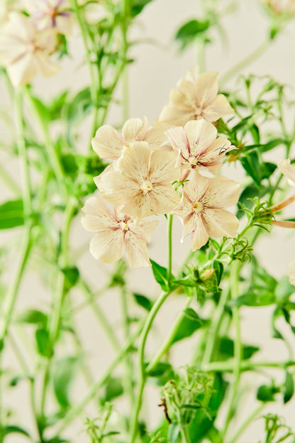 Sommerfloks 'Creme Brulee' - frø - 1-årige sommerblomster - til din skærehave her vist på billede 9 fra Frk. Grønt
