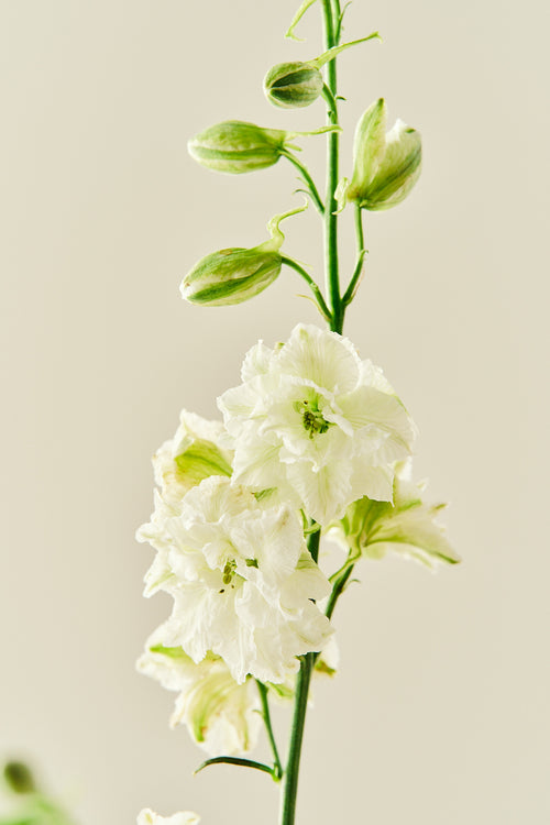 Sommerridderspore 'Brisbane White' - frø - 1-årige sommerblomster - til din skærehave her vist på billede 1 fra Frk. Grønt