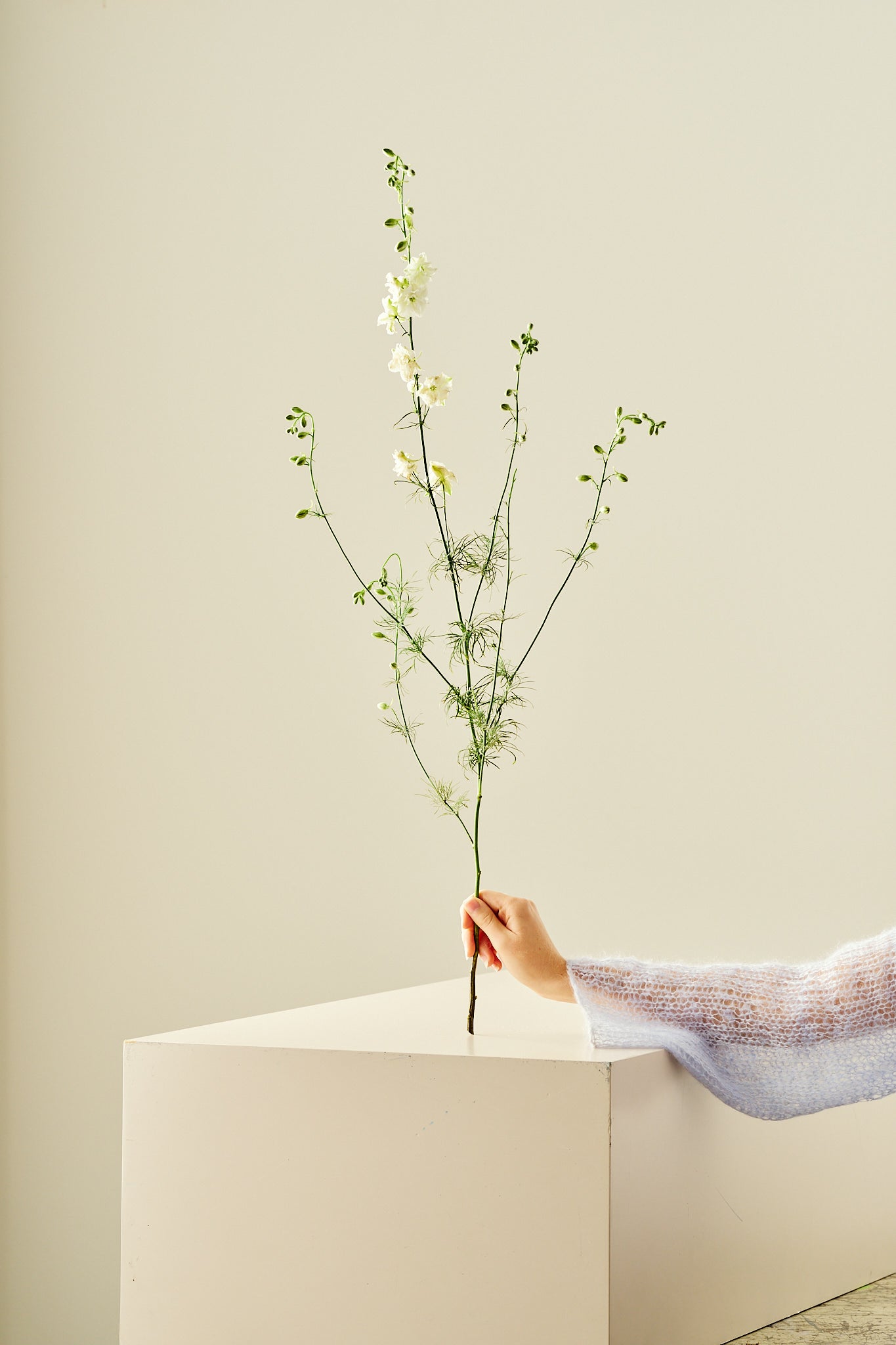 Sommerridderspore 'Brisbane White' - frø - 1-årige sommerblomster - til din skærehave her vist på billede 2 fra Frk. Grønt