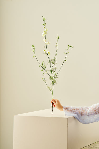Sommerridderspore 'Brisbane White' - frø - 1-årige sommerblomster - til din skærehave her vist på billede 2 fra Frk. Grønt