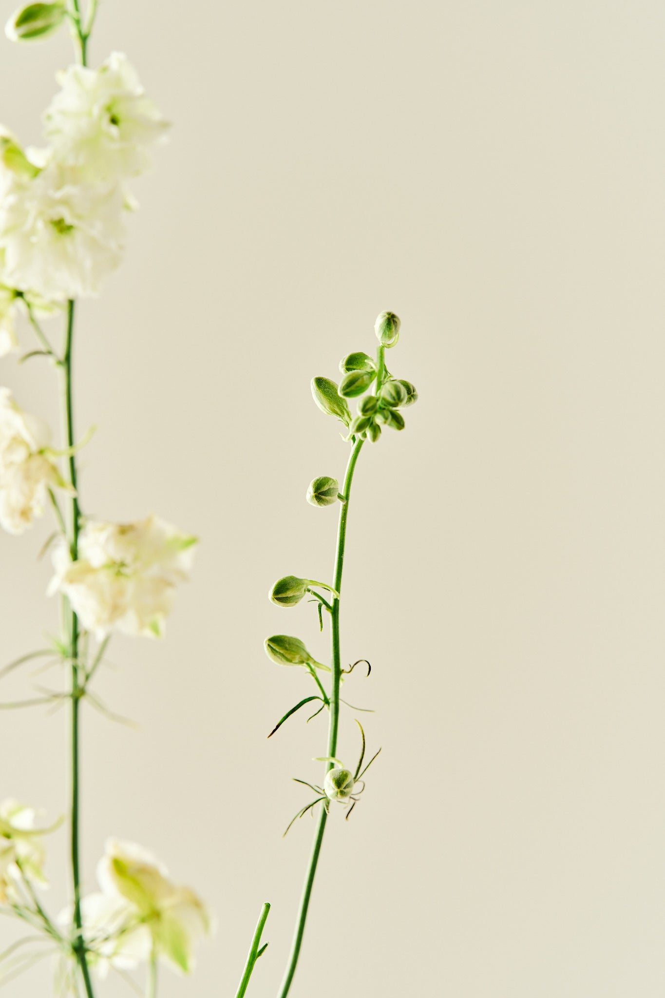 Sommerridderspore 'Brisbane White' - frø - 1-årige sommerblomster - til din skærehave her vist på billede 3 fra Frk. Grønt