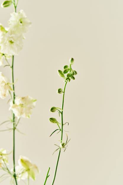 Sommerridderspore 'Brisbane White' - frø - 1-årige sommerblomster - til din skærehave her vist på billede 3 fra Frk. Grønt