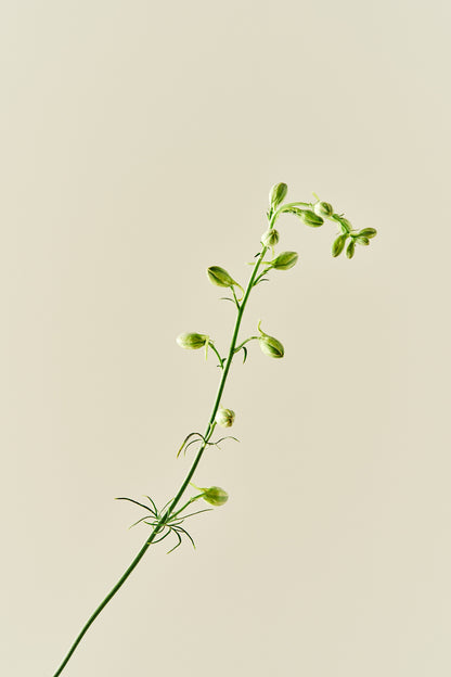Sommerridderspore 'Brisbane White' - frø - 1-årige sommerblomster - til din skærehave her vist på billede 4 fra Frk. Grønt