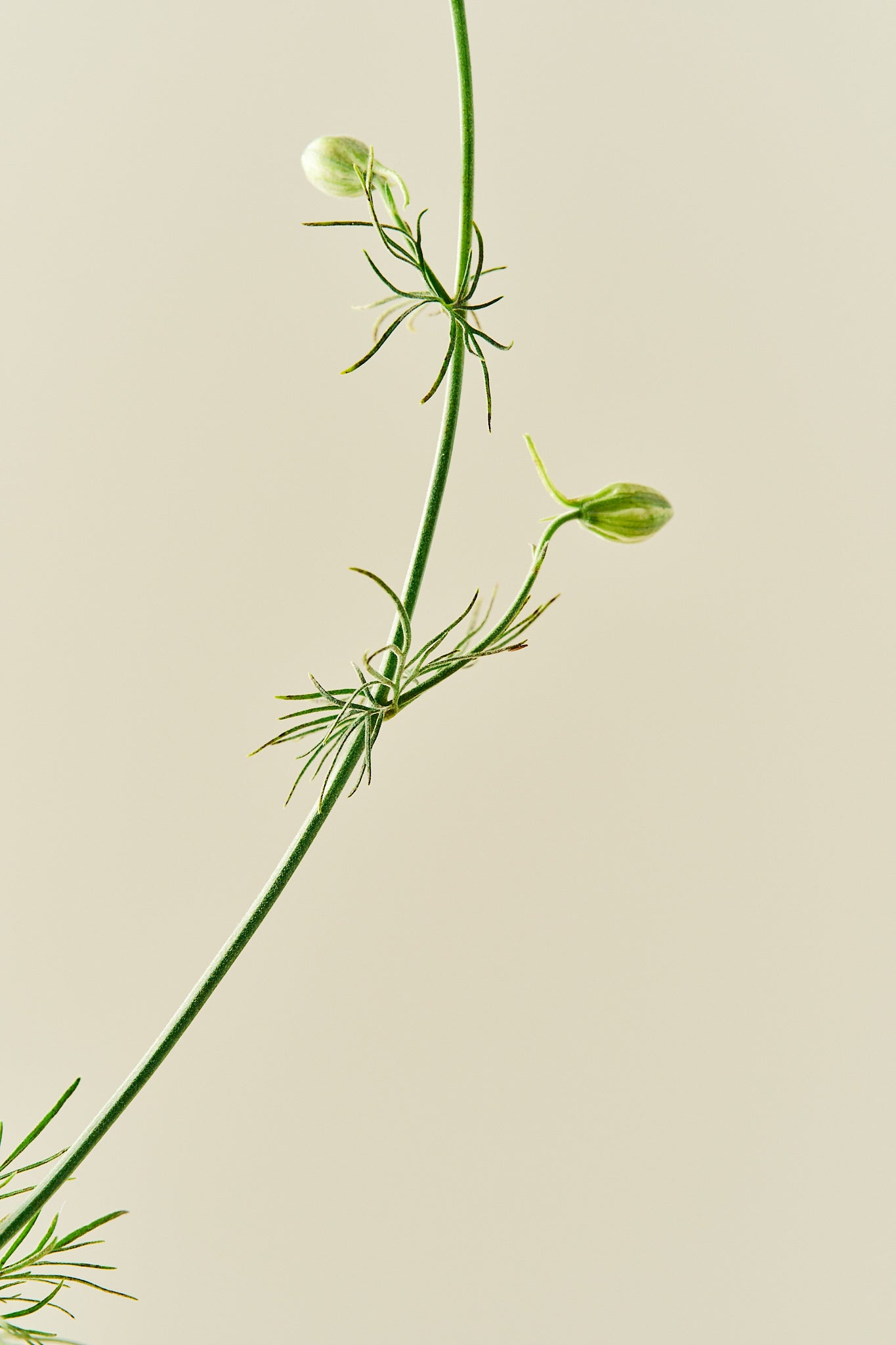 Sommerridderspore 'Brisbane White' - frø - 1-årige sommerblomster - til din skærehave her vist på billede 5 fra Frk. Grønt