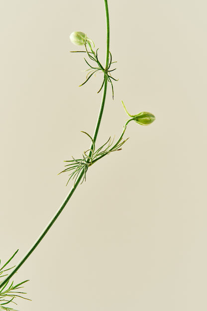 Sommerridderspore 'Brisbane White' - frø - 1-årige sommerblomster - til din skærehave her vist på billede 5 fra Frk. Grønt