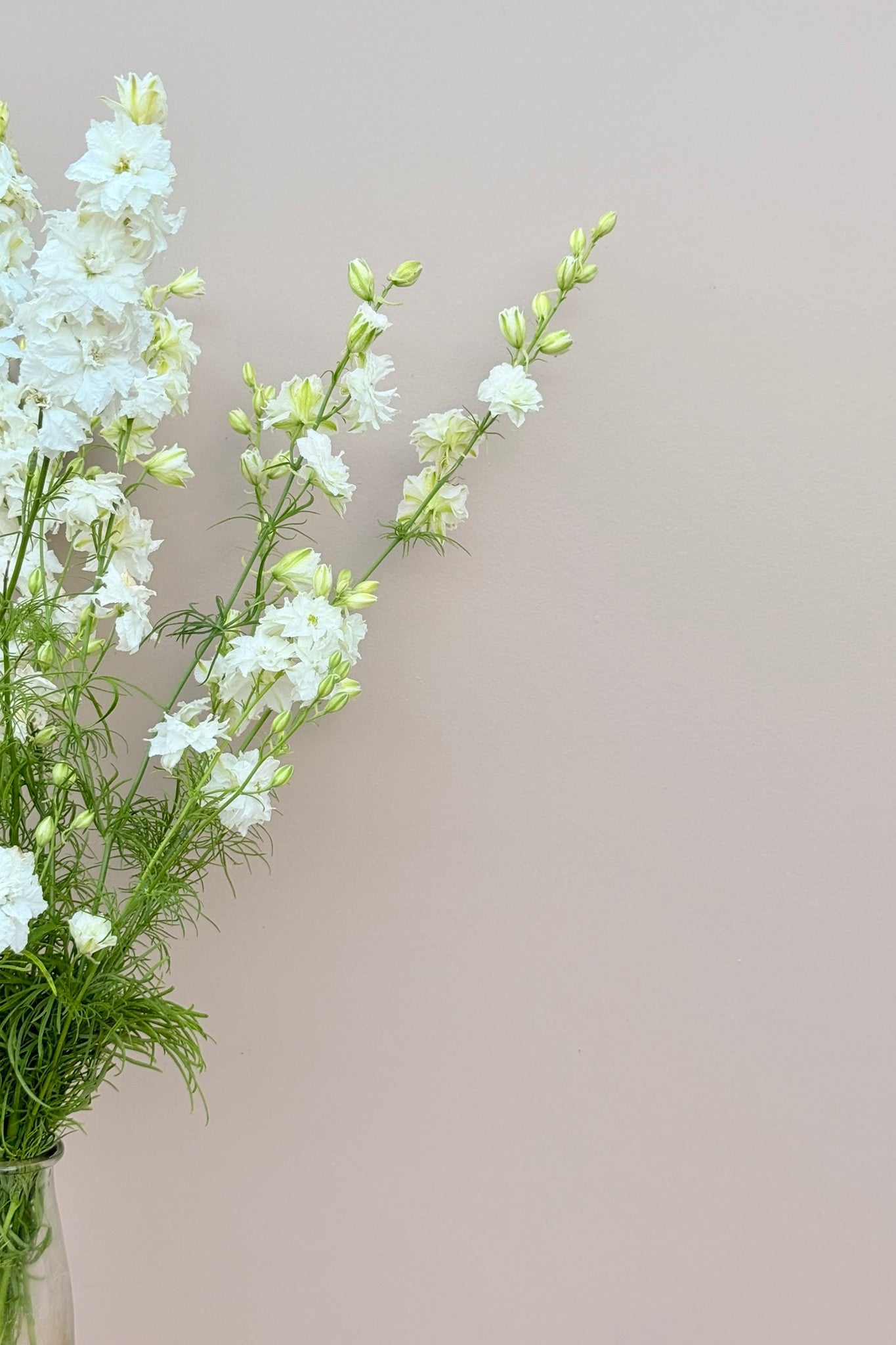 Sommerridderspore 'Brisbane White' - frø - 1-årige sommerblomster - til din skærehave her vist på billede 6 fra Frk. Grønt